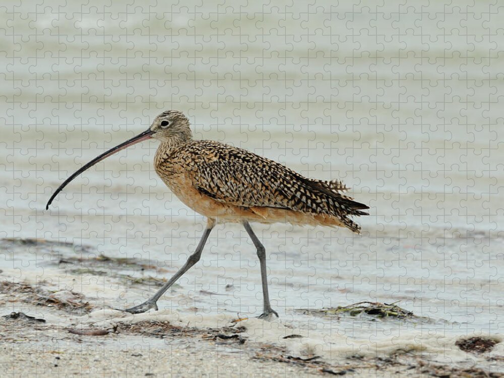 Long-billed Curlew Jigsaw Puzzle featuring the photograph Long-Billed Curlew by Bradford Martin
