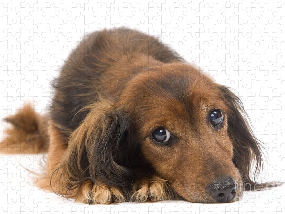 Dachshund Jigsaw Puzzle featuring the photograph Long-haired Dachshund by Jean-Michel Labat