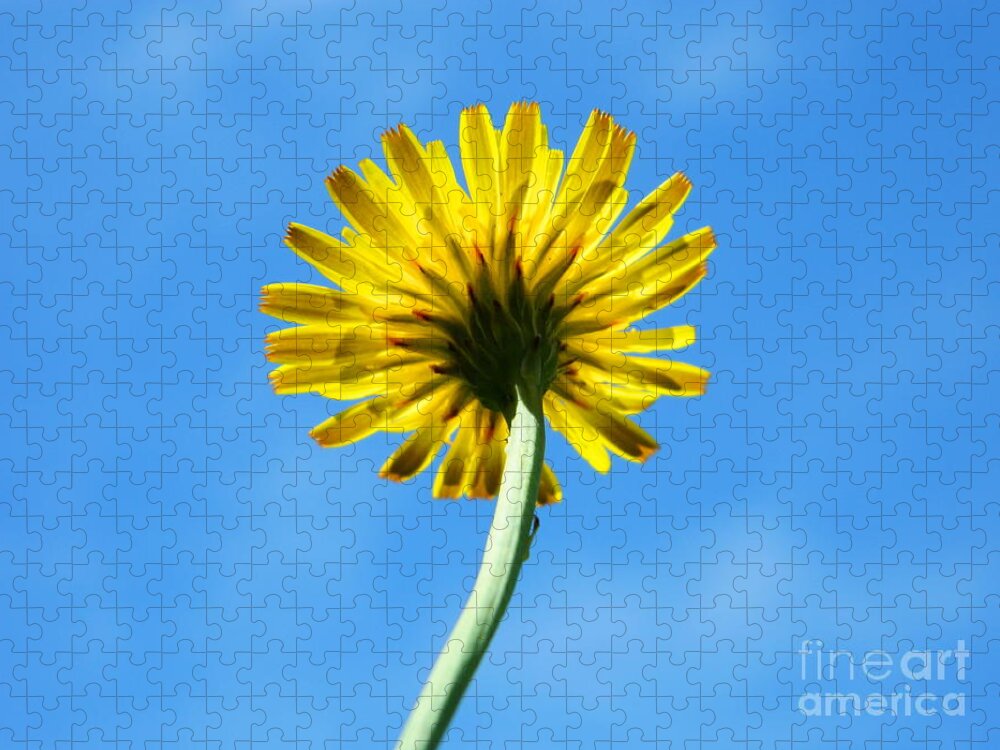 Yellow Jigsaw Puzzle featuring the photograph Look up to the sky by Andrea Anderegg
