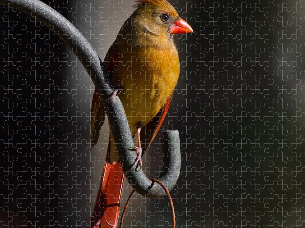 Female Cardinal Jigsaw Puzzle featuring the photograph Looking For My Man Bird by Robert L Jackson