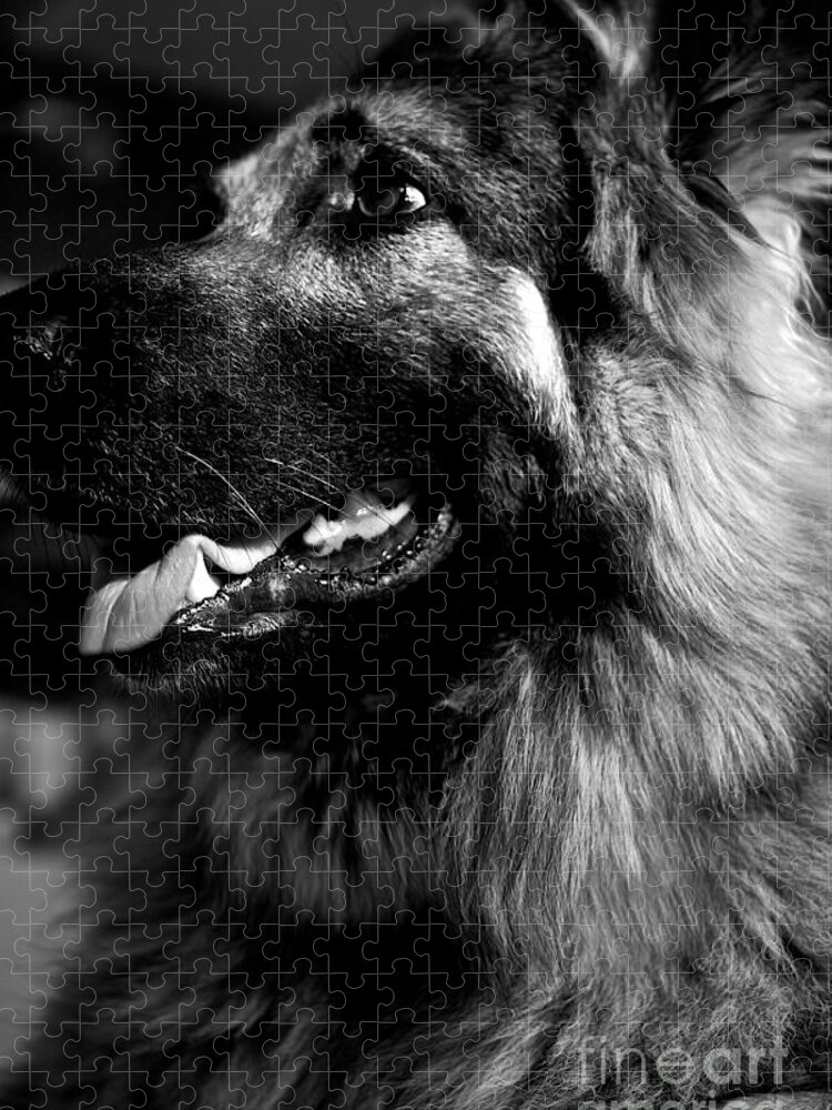 Kingshepherddog Jigsaw Puzzle featuring the photograph Portrait of a King Shepherd Dog by Frank J Casella