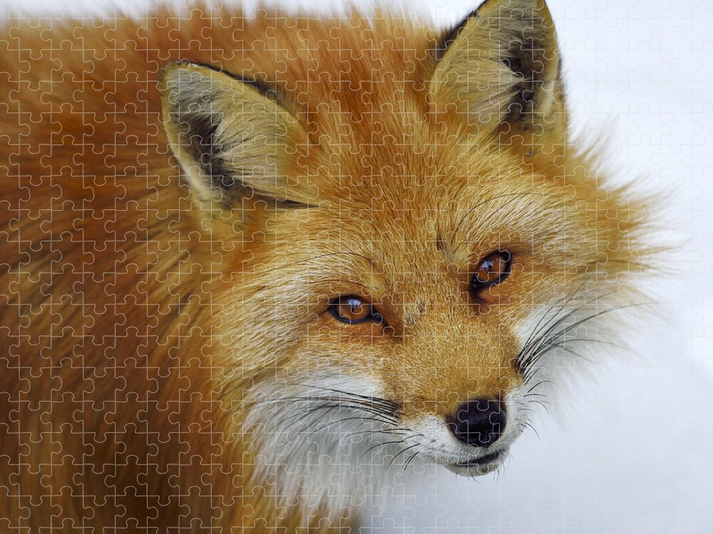 Red Fox Jigsaw Puzzle featuring the photograph Looking Up by Tony Beck