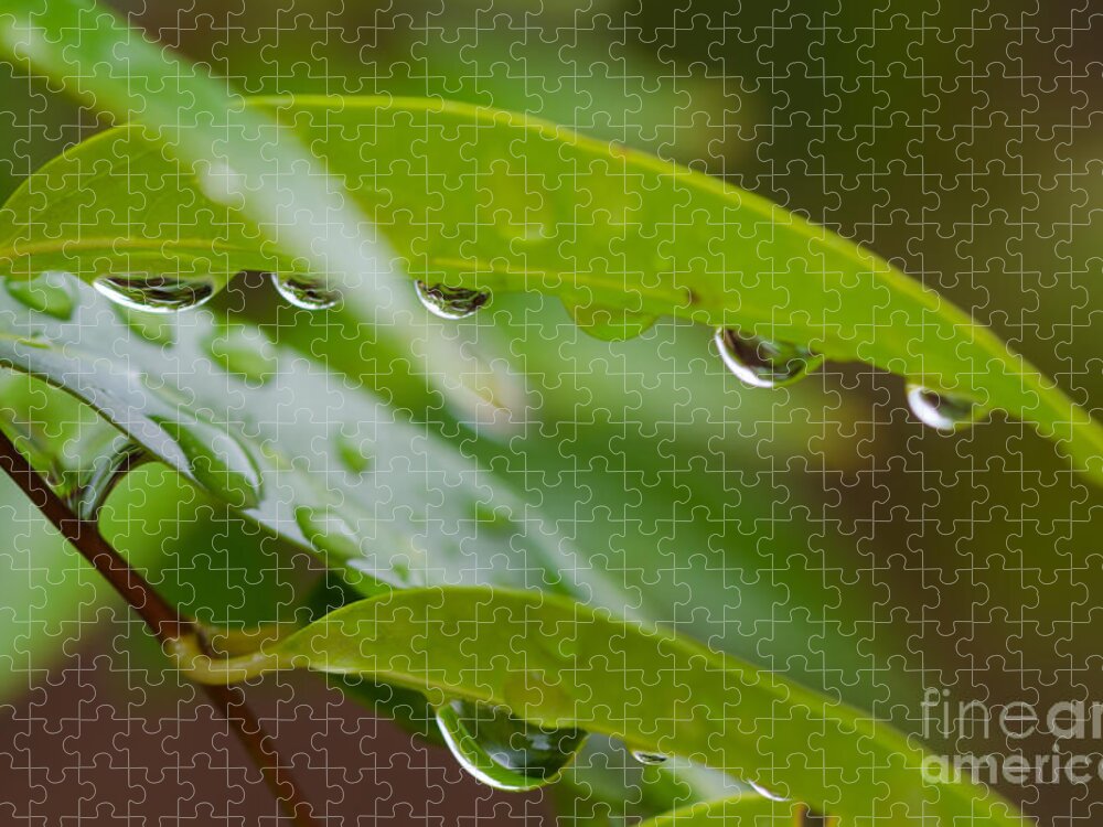 Raindrop Jigsaw Puzzle featuring the photograph Looks Like a Peapod by Tamara Becker