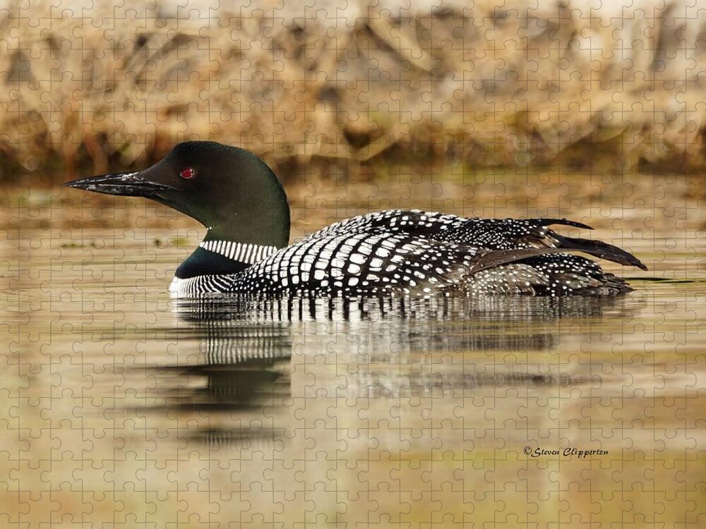 Loon Jigsaw Puzzle featuring the photograph Loon 11 by Steven Clipperton