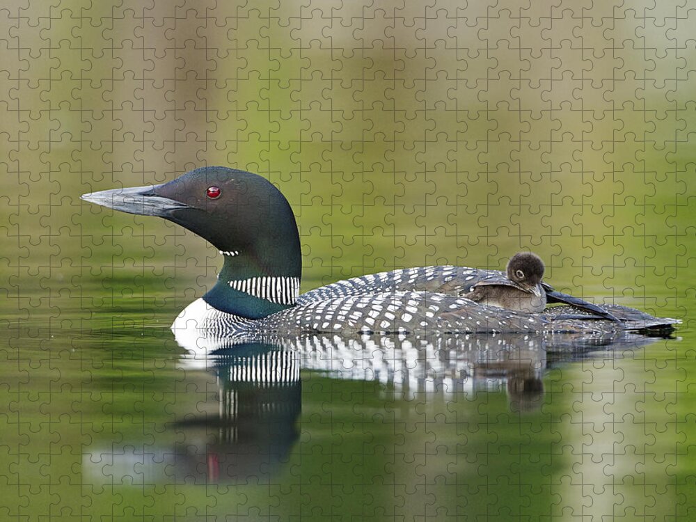 Common Loon Jigsaw Puzzle featuring the photograph Loon Chick with Parent - Quiet Time by John Vose