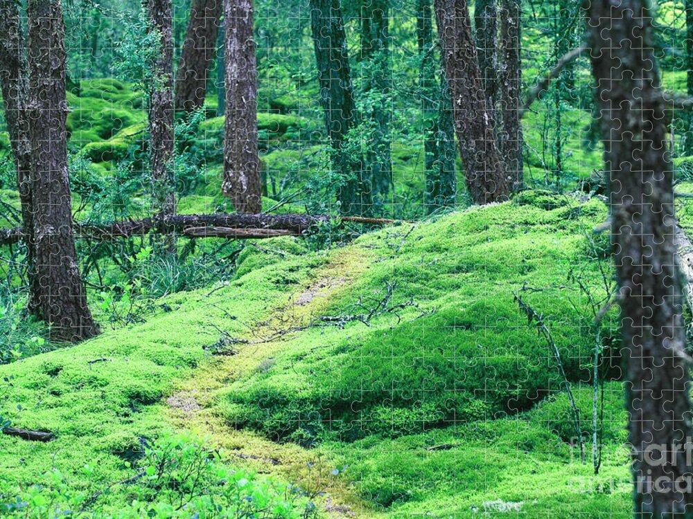 Moss Jigsaw Puzzle featuring the photograph Lost on Mossy Trails by Rich Collins