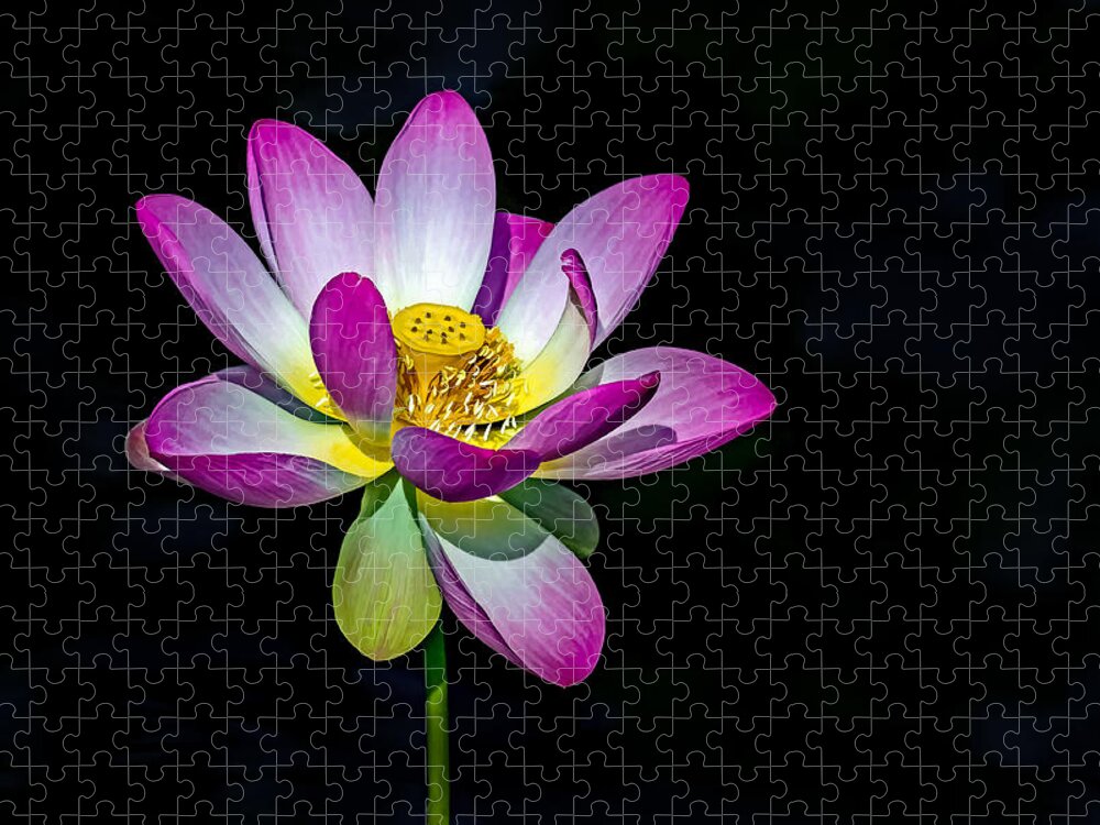 Lotus Jigsaw Puzzle featuring the photograph Lotus Blossom by Jerry Gammon