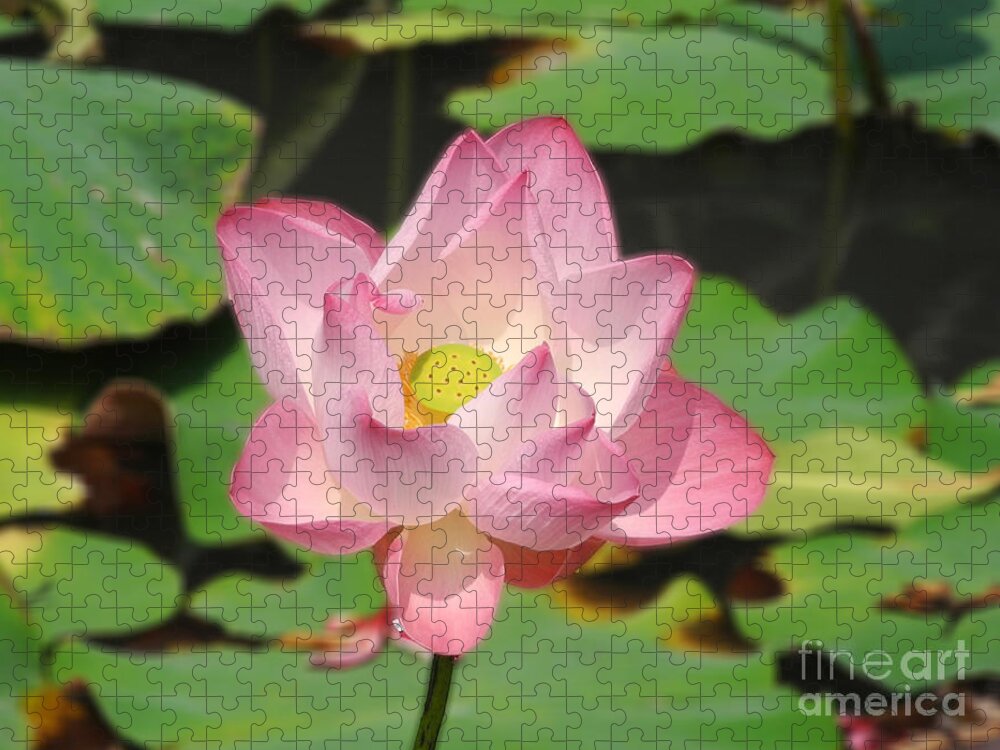 Bangkok Jigsaw Puzzle featuring the photograph Lotus in Bloom by Mini Arora