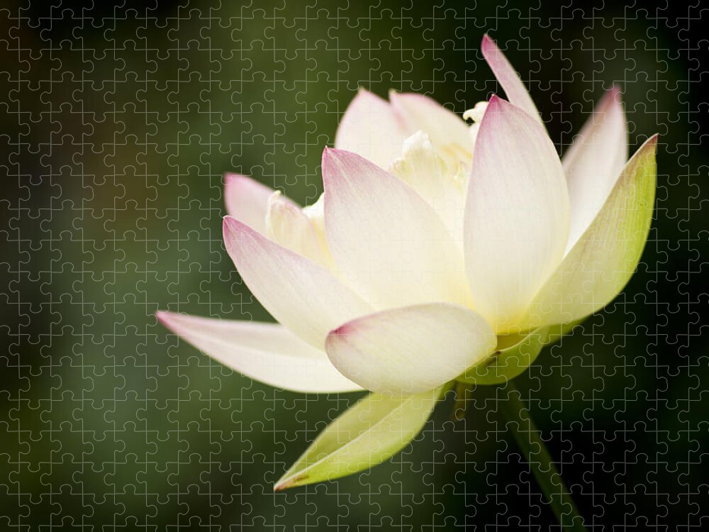 Lotus Jigsaw Puzzle featuring the photograph Lotus by Priya Ghose
