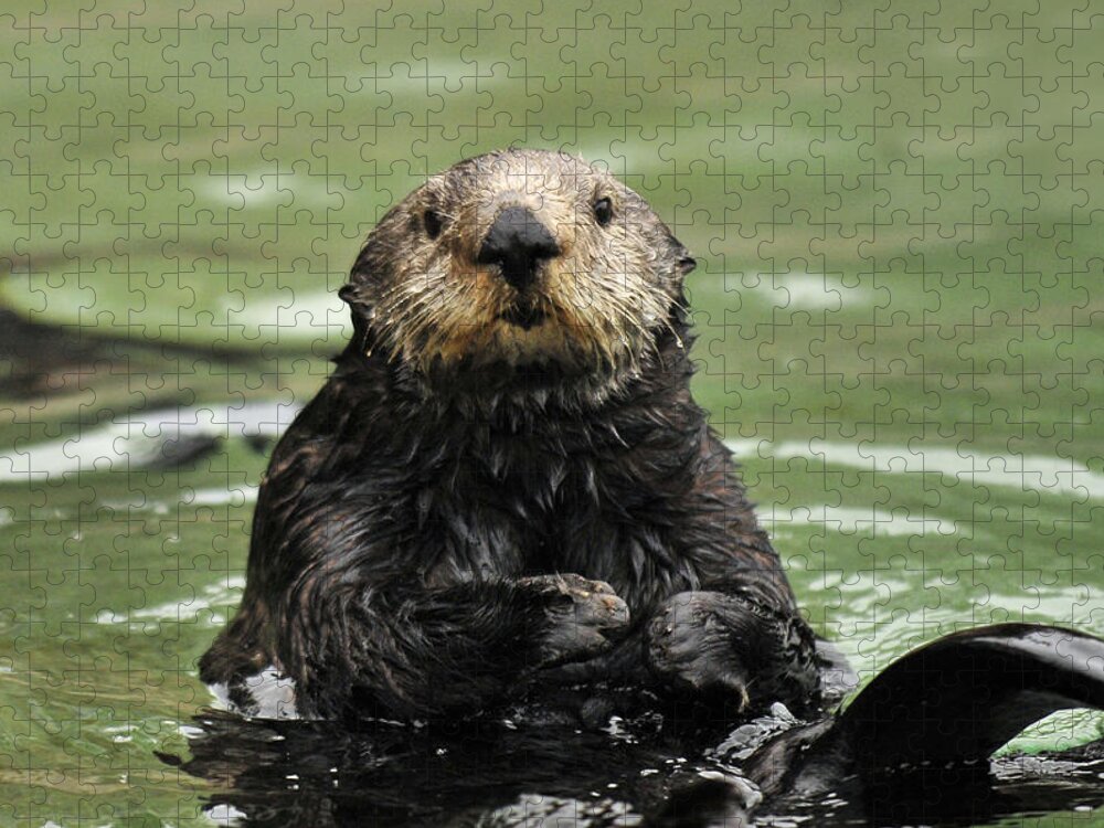 Sea Otter Jigsaw Puzzle featuring the photograph Lovable by Lara Ellis