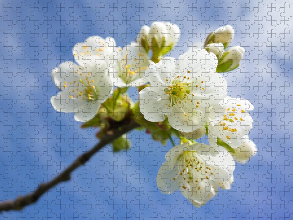 Apple Blossom Jigsaw Puzzle featuring the photograph Lovely white apple blossoms on branch by Matthias Hauser