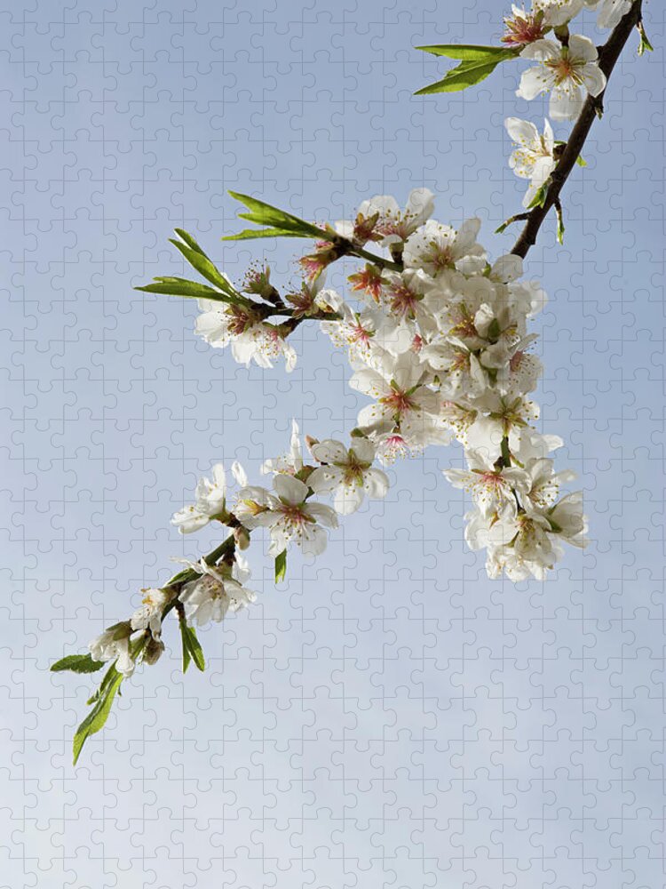 Clear Sky Jigsaw Puzzle featuring the photograph Low Angle View Of Flowering Almond Tree by Johner Images