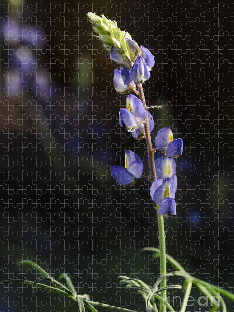 Lupine Jigsaw Puzzle featuring the photograph Lupine by Tamara Becker