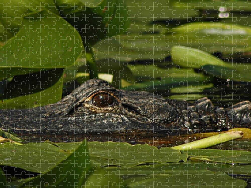 Alligator Jigsaw Puzzle featuring the photograph Lying in Wait by Vivian Christopher