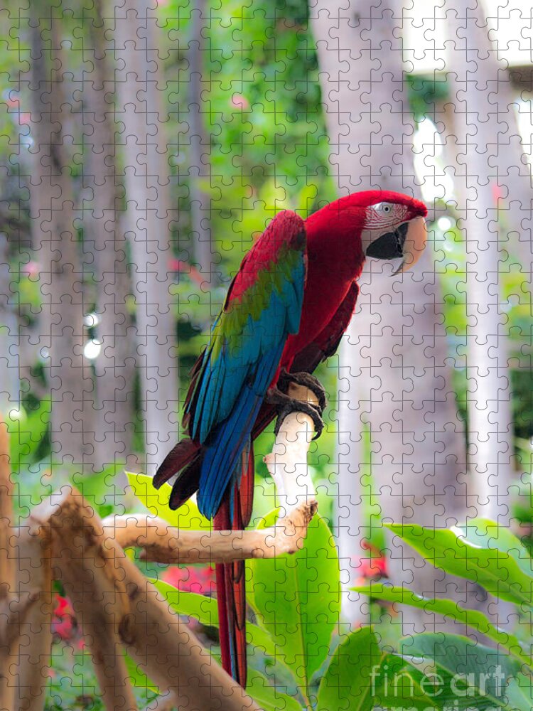 Macaw Jigsaw Puzzle featuring the photograph Macaw by Angela DeFrias