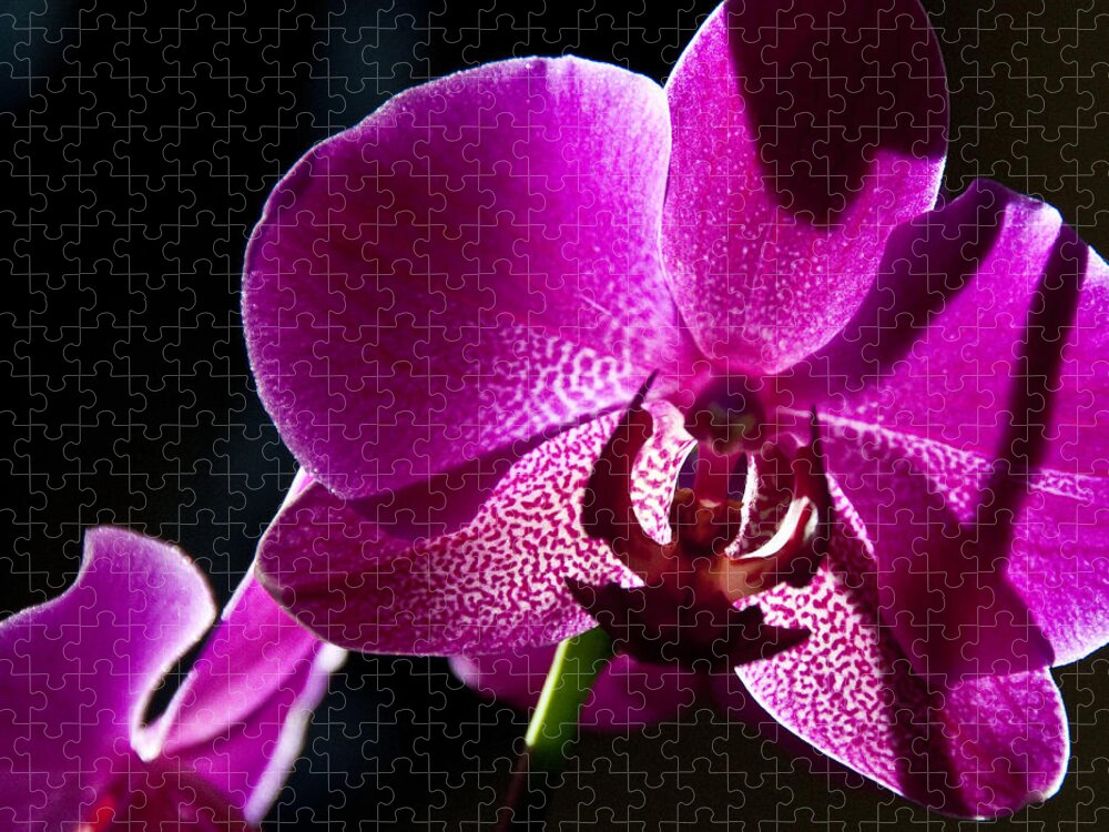 Moth Orchid Jigsaw Puzzle featuring the photograph Magenta Orchid by Ron White