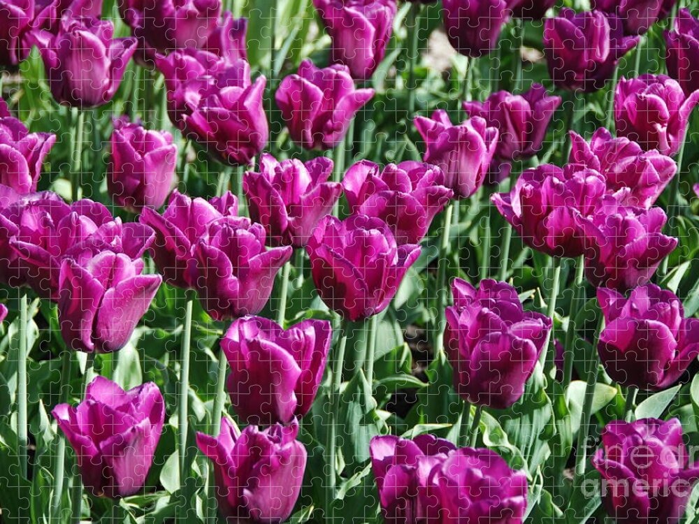 Magenta Jigsaw Puzzle featuring the photograph Magenta Tulips by Allen Beatty