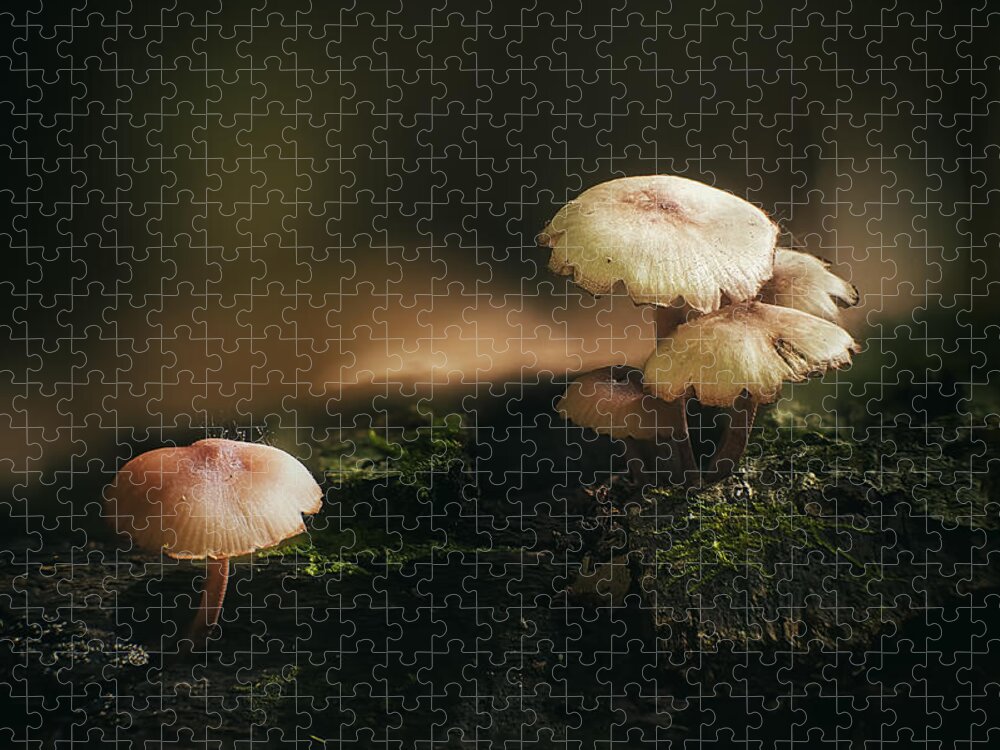 Mushroom Jigsaw Puzzle featuring the photograph Magic Mushrooms by Scott Norris