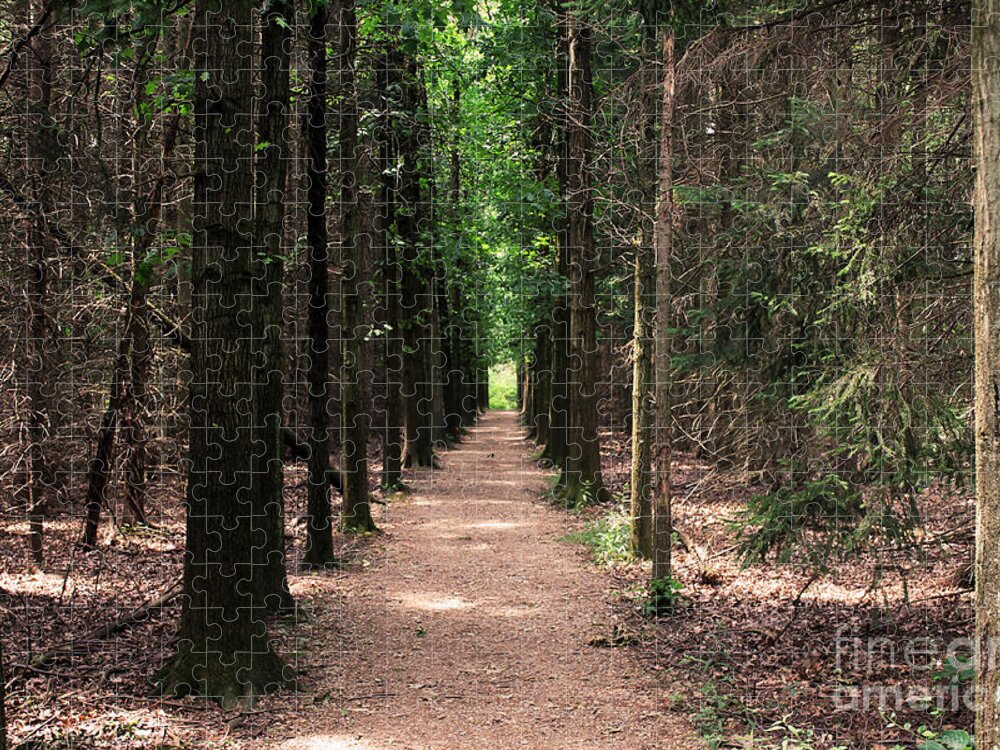Trees Jigsaw Puzzle featuring the photograph Magical Path by Bruce Patrick Smith