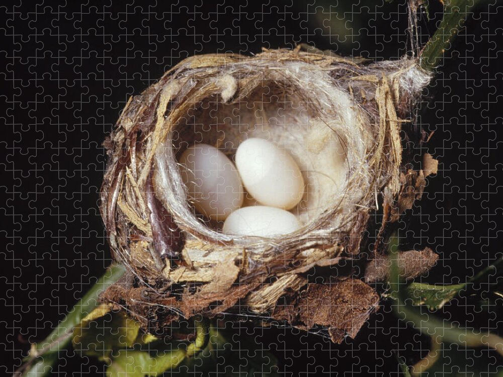 Feb0514 Jigsaw Puzzle featuring the photograph Magnificent Hummingbird Eggs by Gerry Ellis