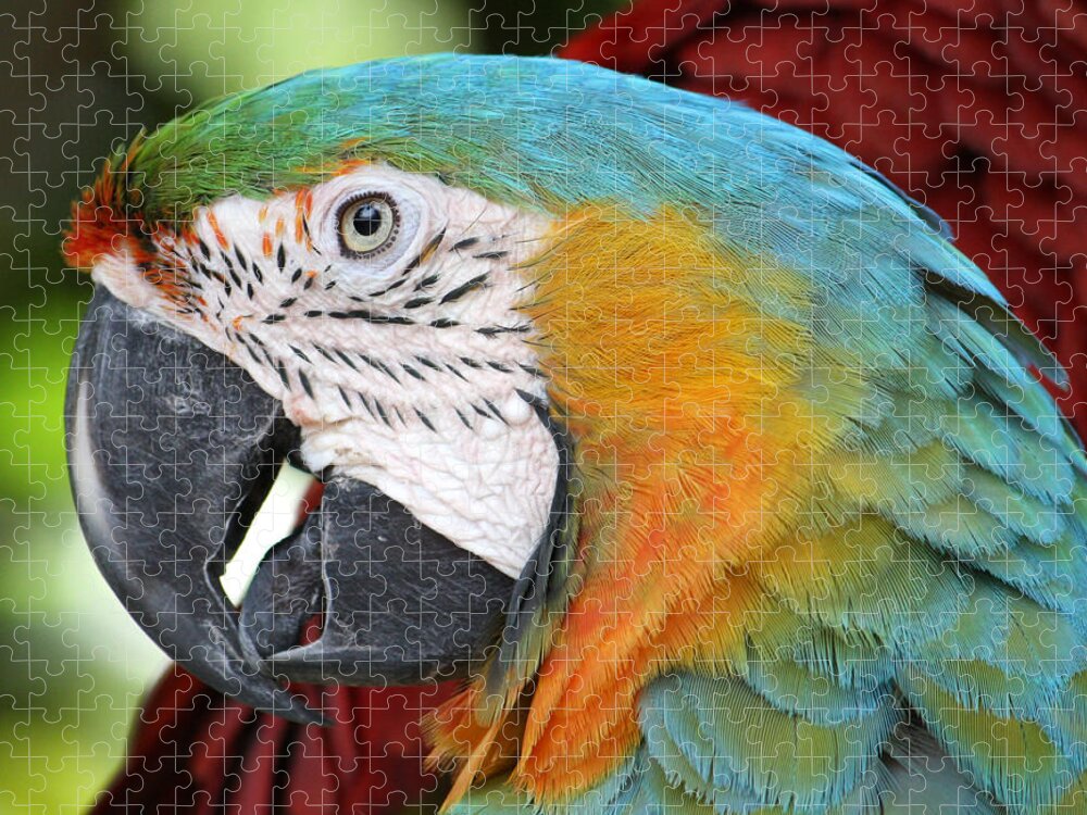 Parrot Jigsaw Puzzle featuring the photograph Magnificent Macaw by David Nicholls
