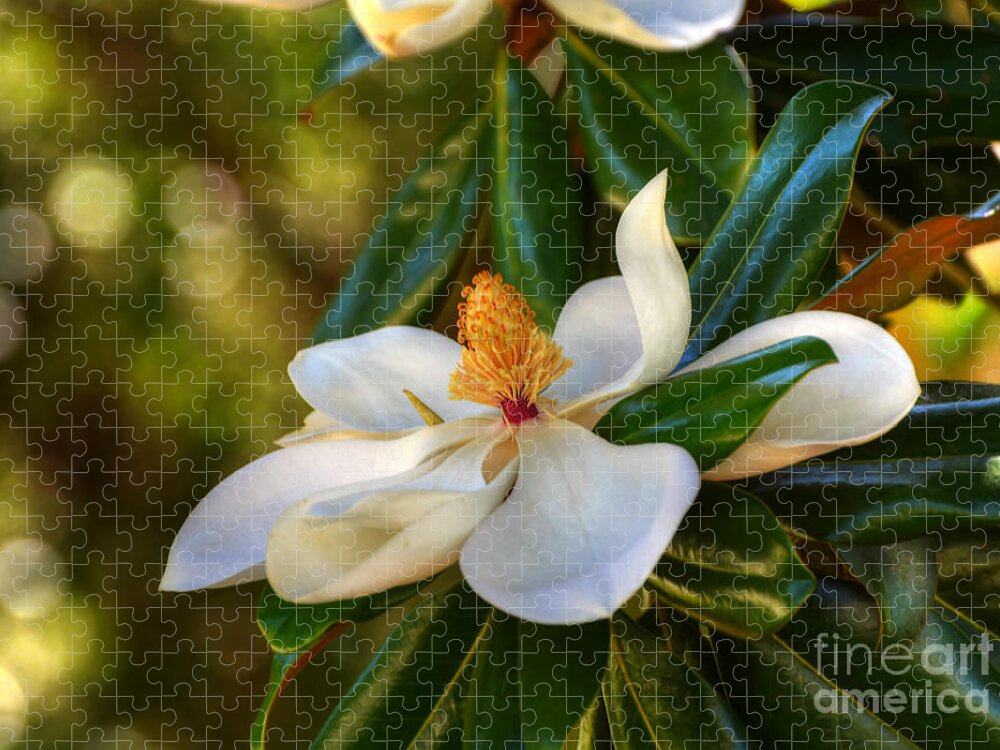 Flower Jigsaw Puzzle featuring the photograph Magnolia Blossom by Kathy Baccari