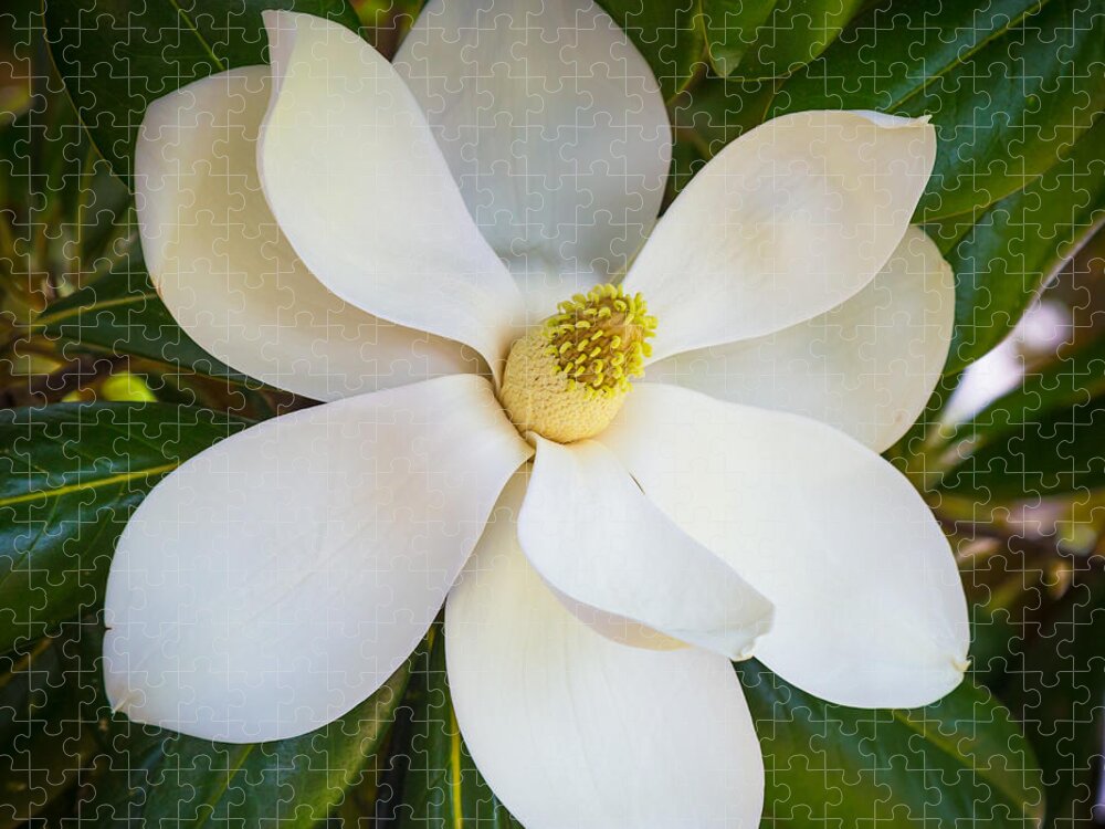 America Jigsaw Puzzle featuring the photograph Magnolia Flower by Inge Johnsson