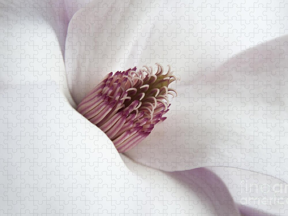 Flower Jigsaw Puzzle featuring the photograph Magnolia Flower by Jeannette Hunt