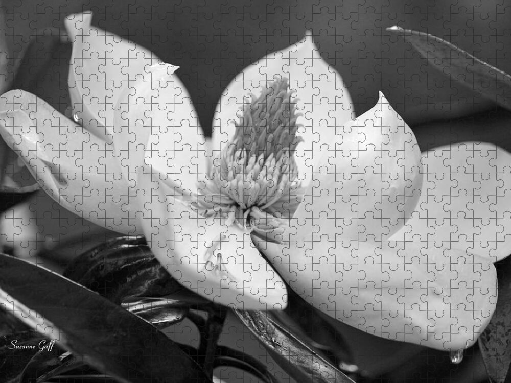 Black And White Jigsaw Puzzle featuring the photograph Magnolia in May - Black and White by Suzanne Gaff