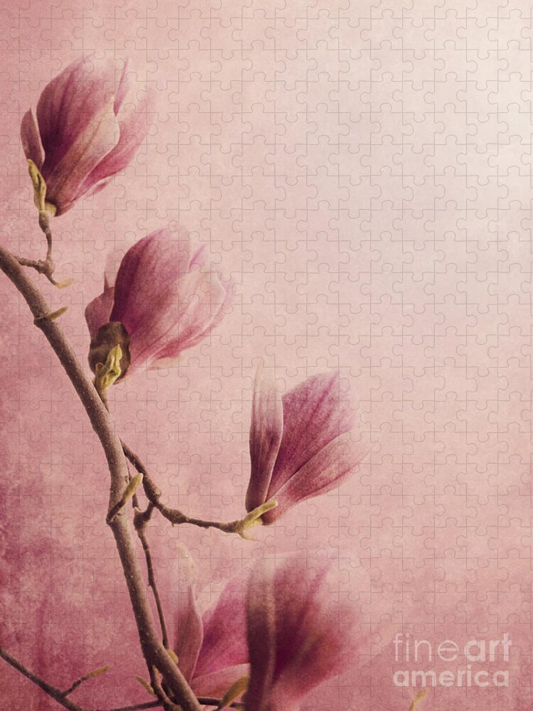 Magnolia Jigsaw Puzzle featuring the photograph Magnolia on Pink background by Jelena Jovanovic