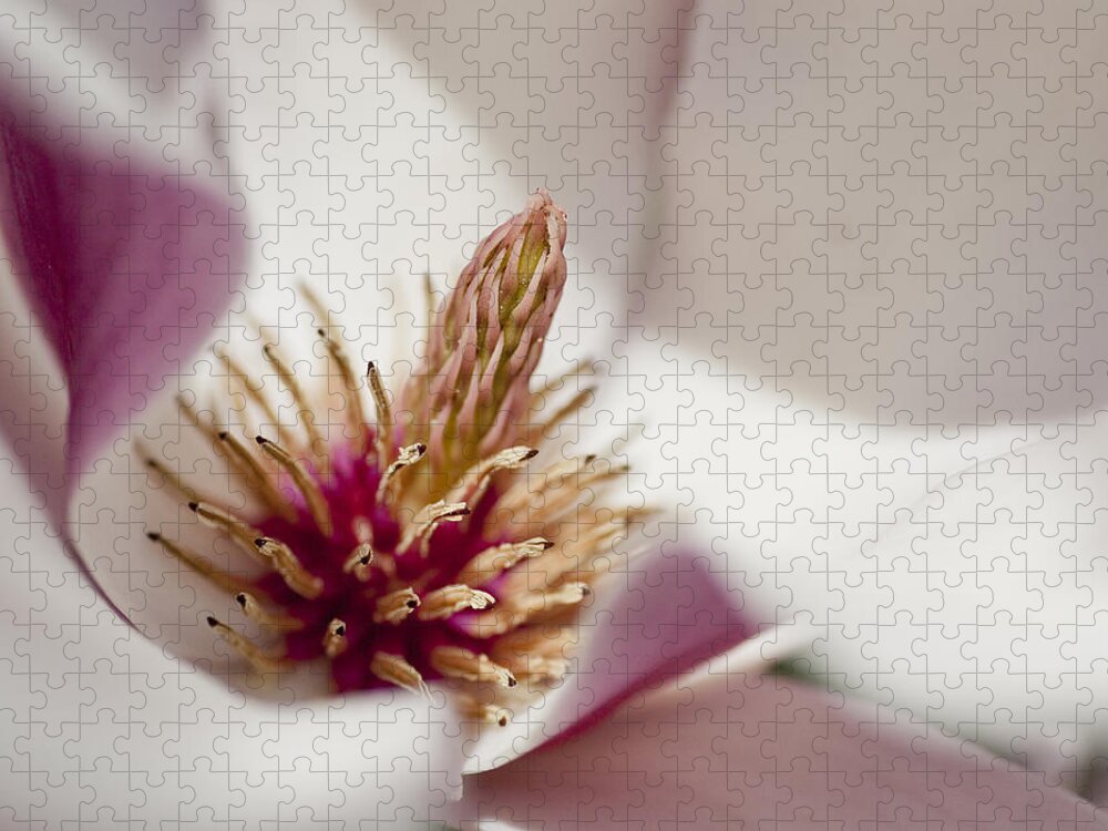 Arboretum Jigsaw Puzzle featuring the photograph Magnolia by Steven Ralser