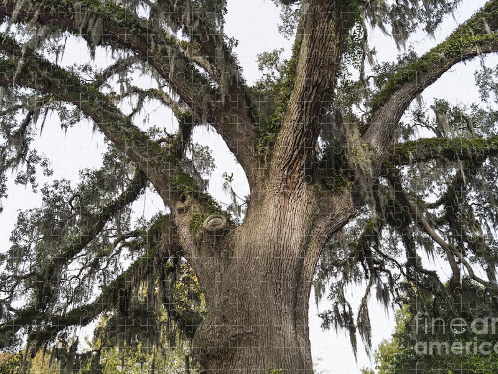 Oak Jigsaw Puzzle featuring the photograph Majestic Live Oak Tree by MM Anderson