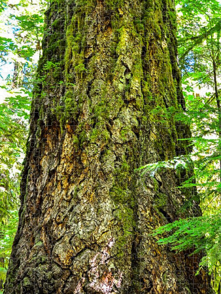Old Growth Forest Jigsaw Puzzle featuring the photograph Majestic Spirit Cathedral Grove by Roxy Hurtubise