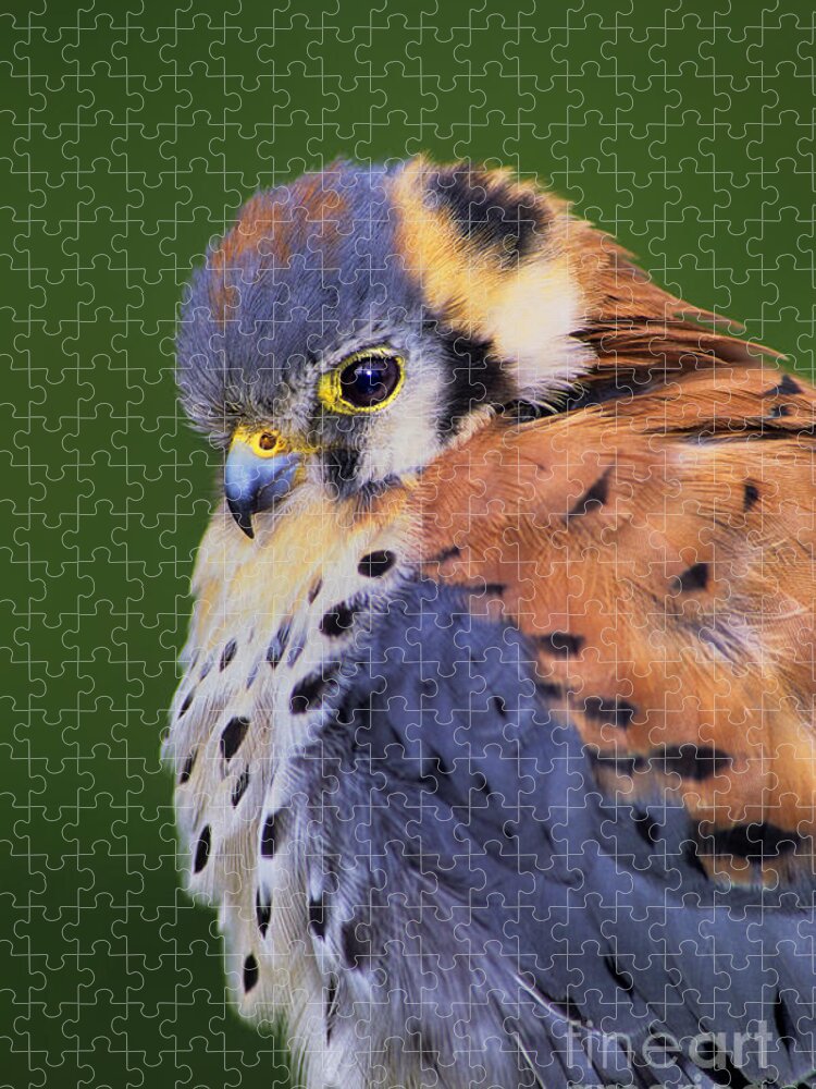 Dave Welling Jigsaw Puzzle featuring the photograph Male American Kestrel Falco Sparverius Captive by Dave Welling