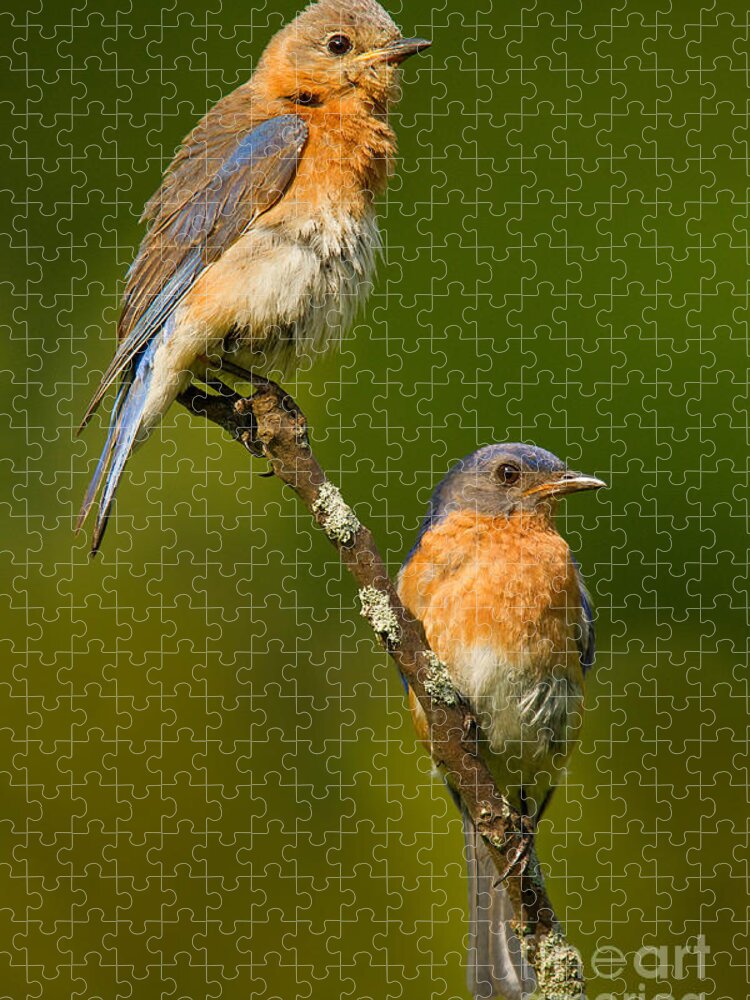 Eastern Bluebird Jigsaw Puzzle featuring the photograph Male and Female Bluebirds by Jerry Fornarotto