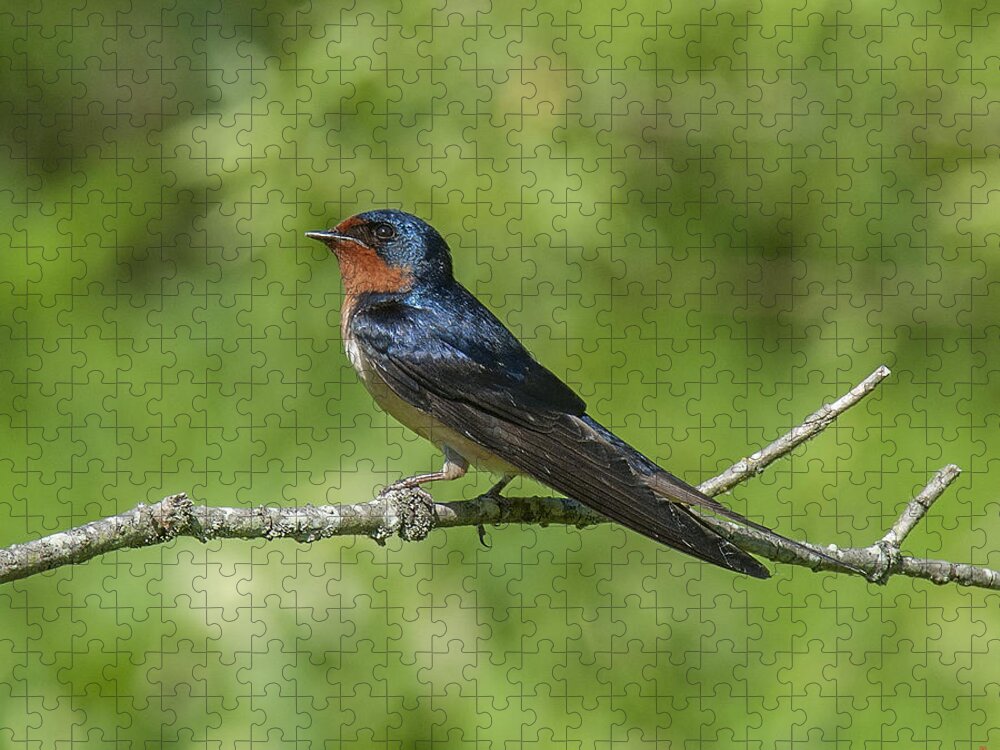 Marsh Jigsaw Puzzle featuring the photograph Male Barn Swallow Hirundo rustica DSB262 by Gerry Gantt