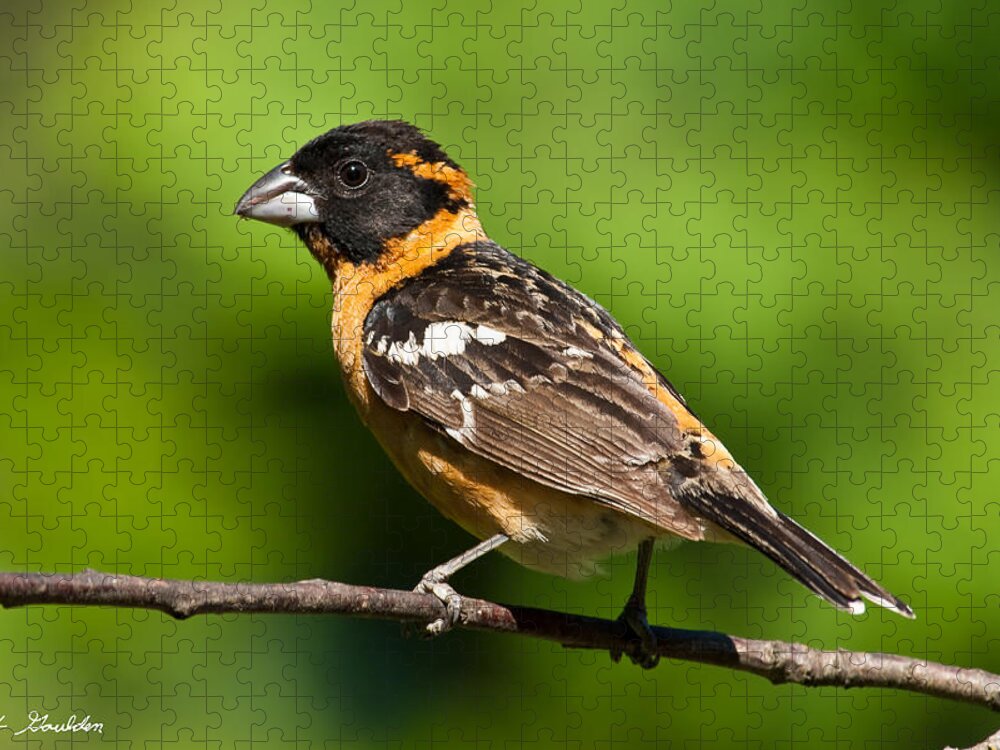 Animal Jigsaw Puzzle featuring the photograph Male Black Headed Grosbeak in a Tree by Jeff Goulden