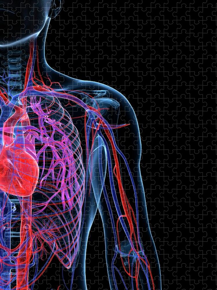 Anatomy Jigsaw Puzzle featuring the digital art Male Cardiovascular System, Artwork by Science Photo Library - Sciepro