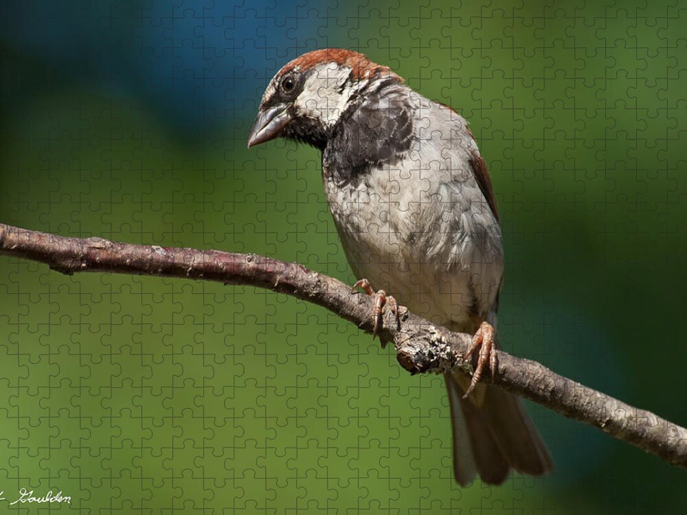 Animal Jigsaw Puzzle featuring the photograph Male House Sparrow Perched in a Tree by Jeff Goulden
