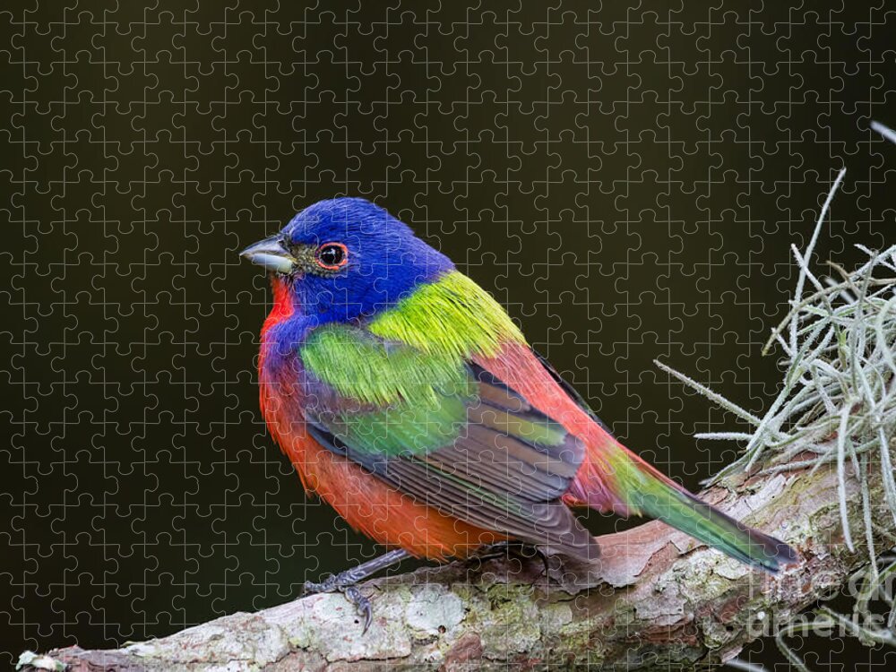 Male Painted Bunting Jigsaw Puzzle featuring the photograph Male Painted Bunting Fernandina Beach Florida by Dawna Moore Photography