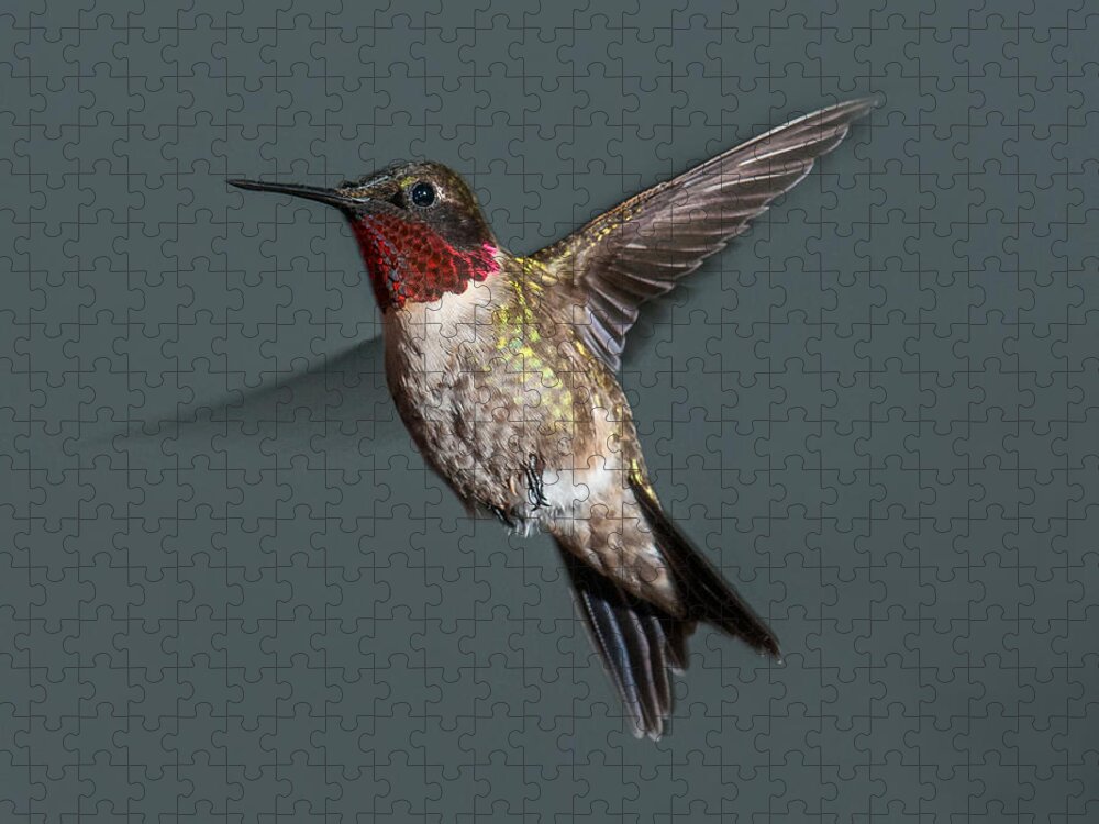 Male Hummingbird Jigsaw Puzzle featuring the photograph Male Ruby-Throated Hummingbird 1 by Lara Ellis