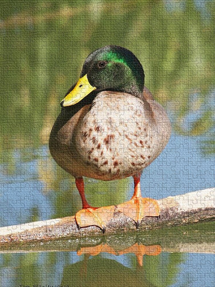 Mallard Duck On Log Jigsaw Puzzle featuring the photograph Mallard Duck On Log by Tom Janca