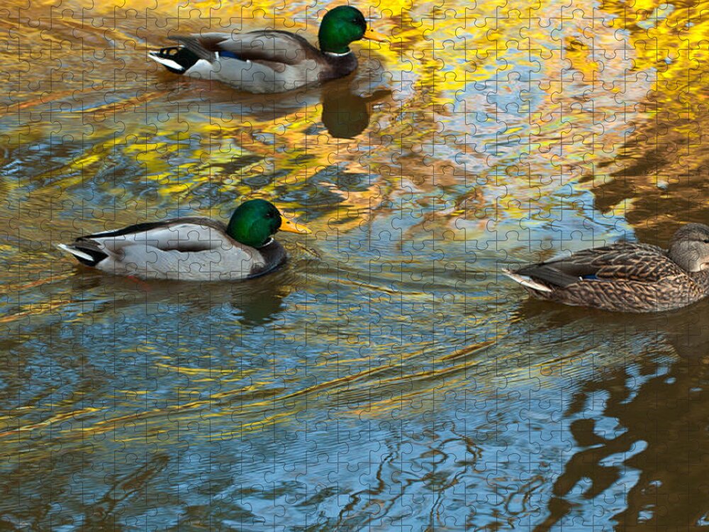Mallard Duck Jigsaw Puzzle featuring the photograph Mallard Duck by Paul Mangold