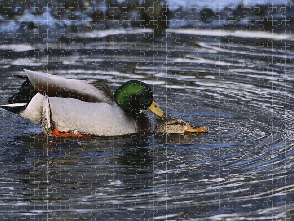Mallard Duck Jigsaw Puzzle featuring the photograph Mallards Mating by Paul J. Fusco
