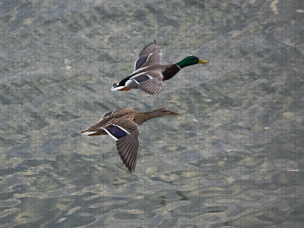 Ducks Jigsaw Puzzle featuring the photograph Mallards on the Move by Holden The Moment