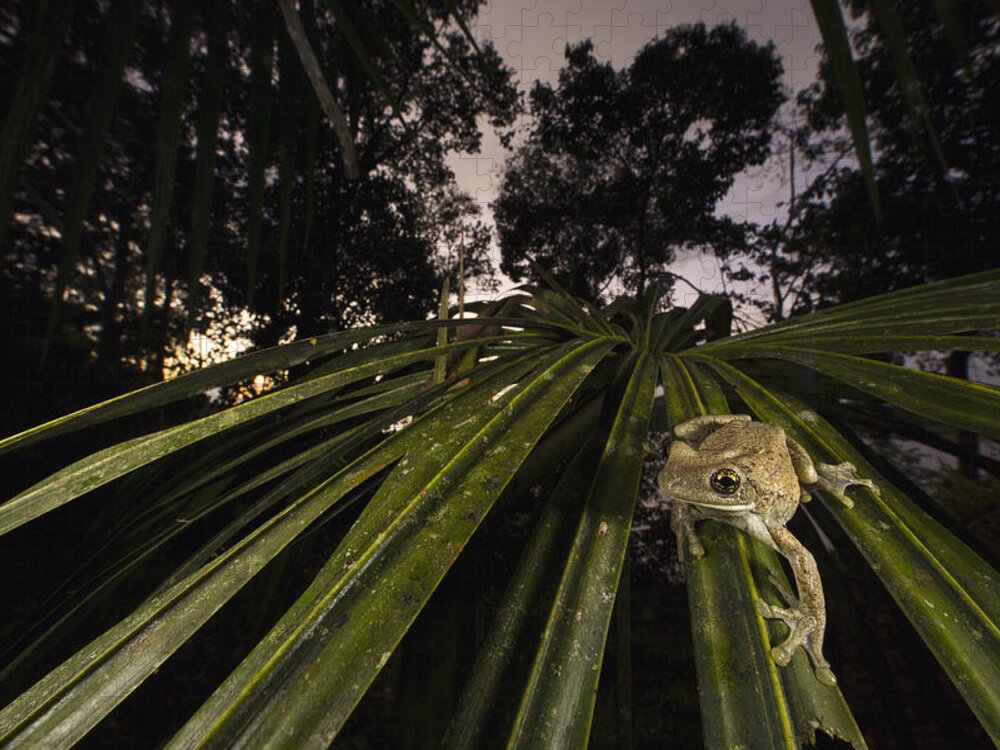 Cyril Ruoso Jigsaw Puzzle featuring the photograph Manaus Slender-legged Treefrog by Cyril Ruoso
