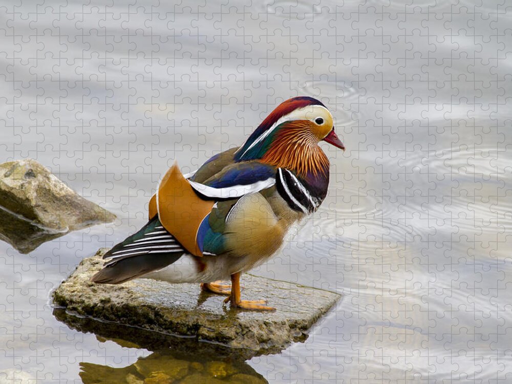 Duck Jigsaw Puzzle featuring the photograph Mandarin by Chris Smith