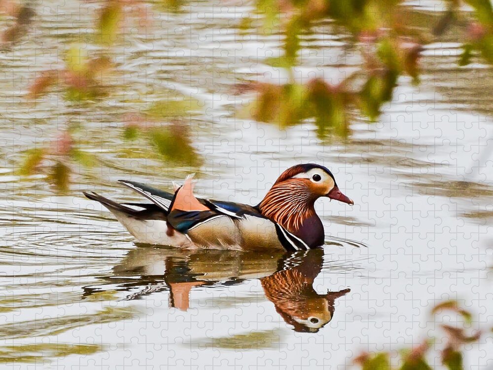 Mandarin Duck Jigsaw Puzzle featuring the photograph Mandarin Duck Reflection by Kerri Farley