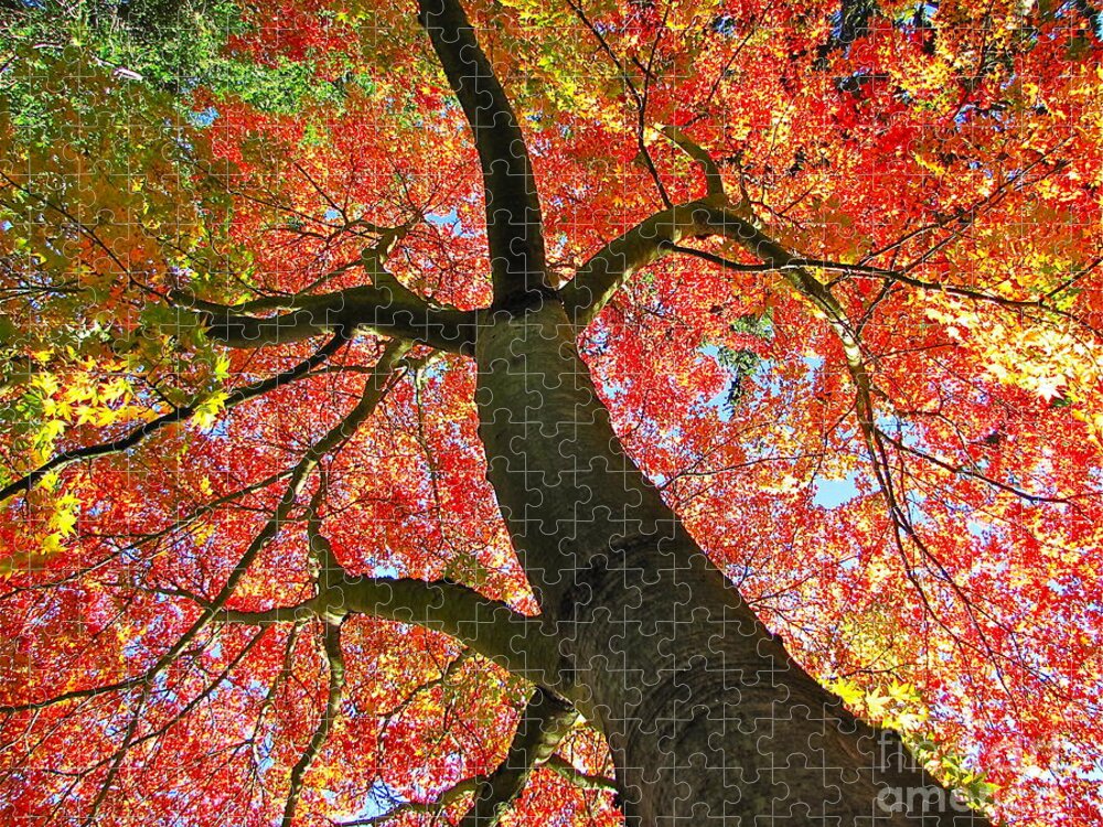 Photography Jigsaw Puzzle featuring the photograph Maple in Autumn Glory by Sean Griffin