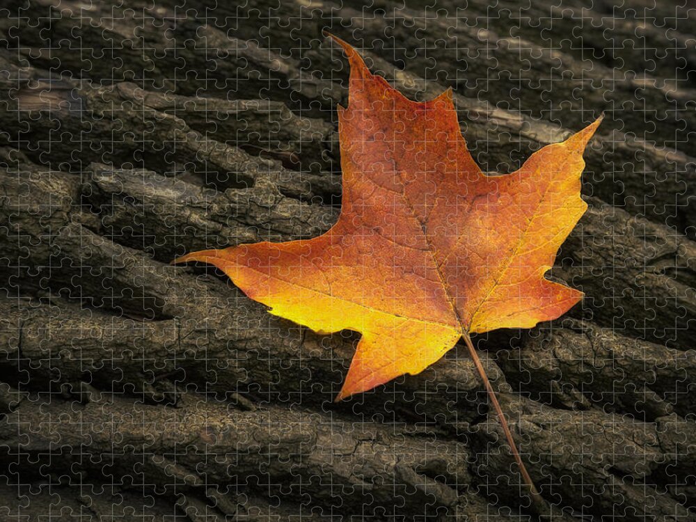 Maple Jigsaw Puzzle featuring the photograph Maple Leaf by Scott Norris